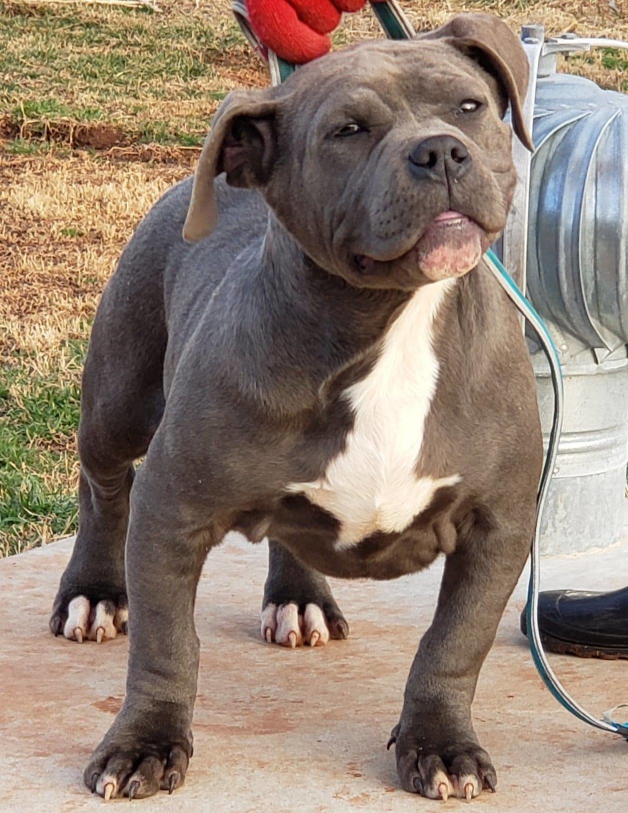 Cute American Bully Xxl Puppy For Sale Photo Bleumoonproductions